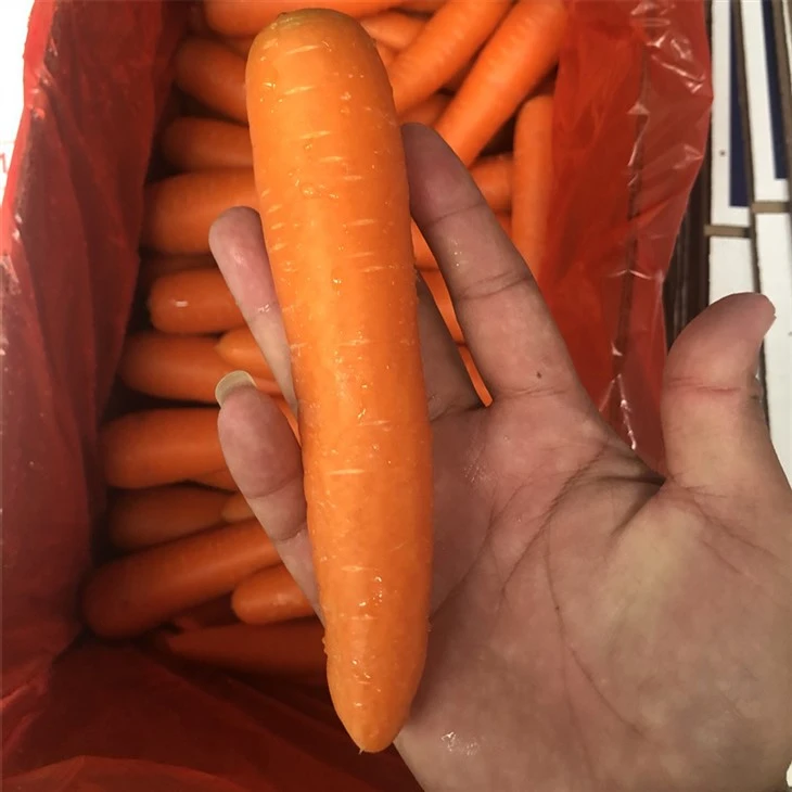 premium selected fresh carrot suppliers