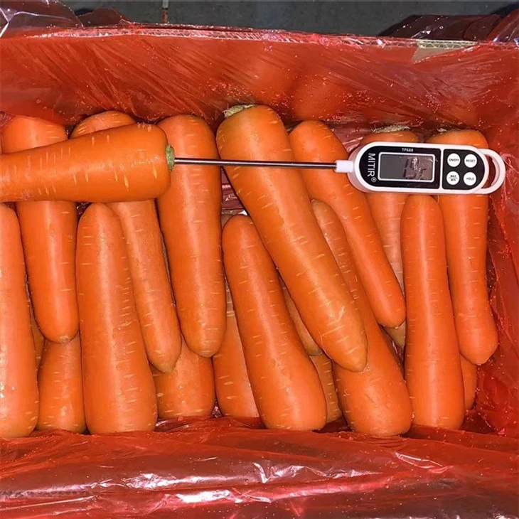 premium selected fresh carrot factory