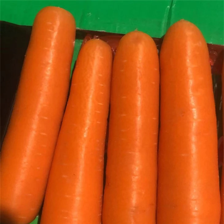 premium selected fresh carrot price