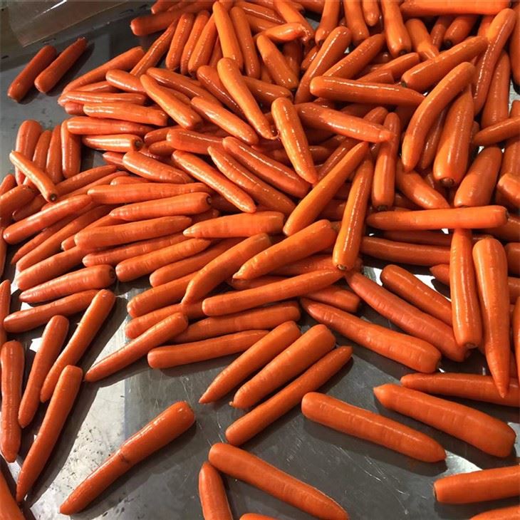 premium selected fresh carrot high quality